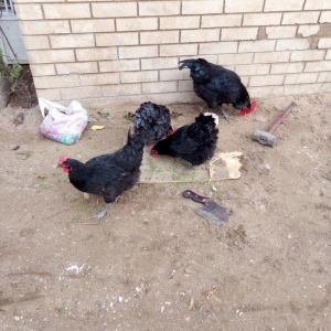avstralorp cinsi ildə 300 350 yumurta veren cinsdi mayalı yumurtalar o