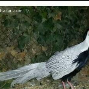 gumsu qirqovullar 3 illikdiler tam saqlamdilar fikri ciddi olanlar nar