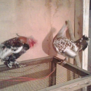 5 yaponka 2fere2xoruz 1 cavan bece ayaglari lelekdi barter ederem