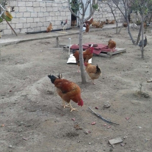5 aylig cavan ana suru satilir yumurtuya dusubler 