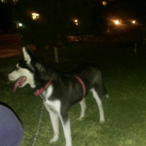 Husky(sibir qurdu).... Turkiyeden gelib qiymeti 350 azn... Real aliciy