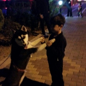 Husky(sibir qurdu).... Turkiyeden gelib qiymeti 350 azn... Real aliciy