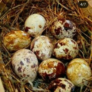 bildircin yumurtasi satilir. az sayda satilmir. ed