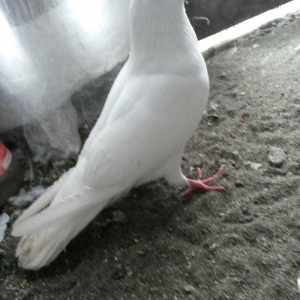 16 tuk erkey uçan qusdu ciddi olmayan narahat etm