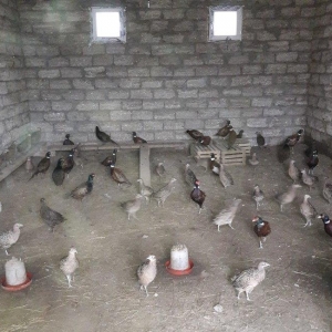 Qirqovul satılır 30 manat böyük sortdu Rosiyad