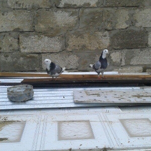Goy ag bawlar 30 azn ebrewler 80 azn qara baw 20 a