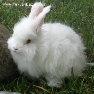 angora