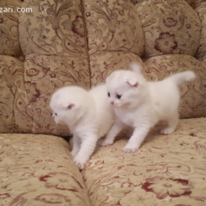 Scottish Fold