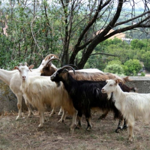 Keçi satilir
