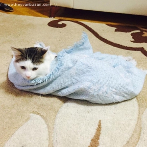 Pulsuz Piwik