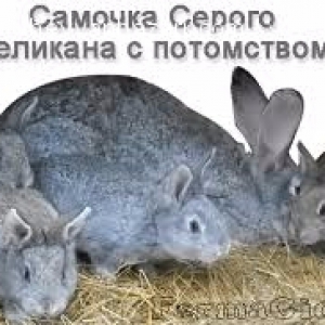 velikan dovsanlar