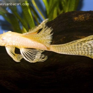 longfin albino