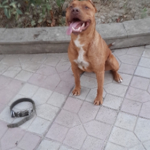 Pitbull red nose