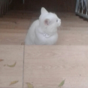 Aq bala pişik