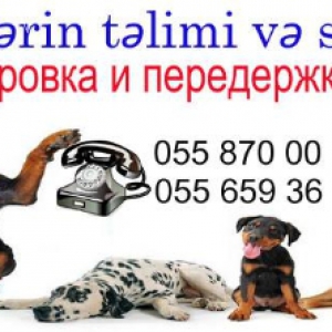 itlerin telimi