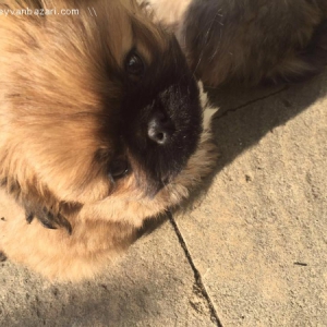 Pekines