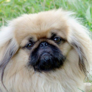 Pekines cütləşdirmək istəyirəm