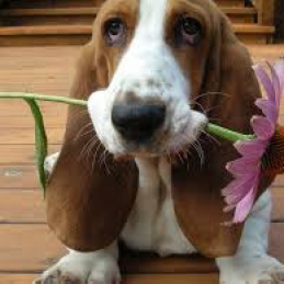 Basset