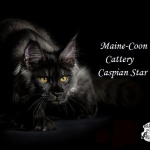 Питомник Caspian Star Maine Coon