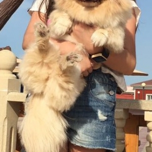 Ağ pekines satılır