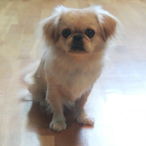 Pekines satılır