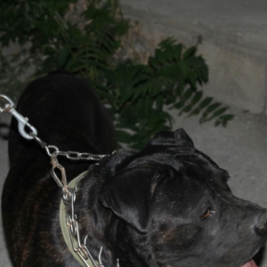 Cane corso