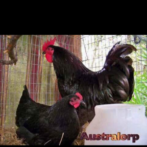 Australorp