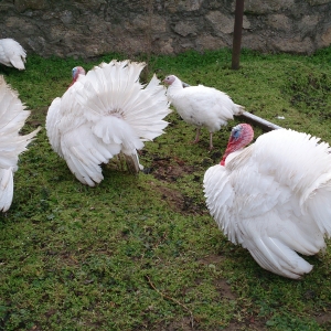 Ağ hinduşka yumurtaları