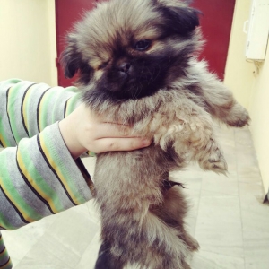 Pekines satıram