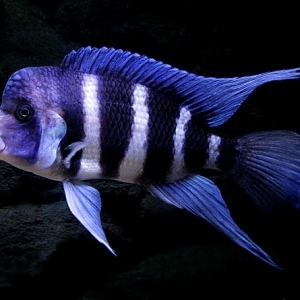 Frantoza Balığı