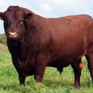 Smental Hereford Limuzin