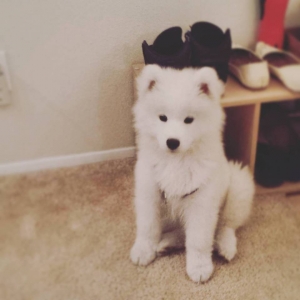 samoyed