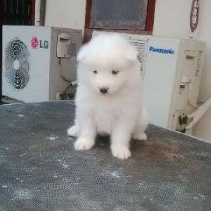 samoyed