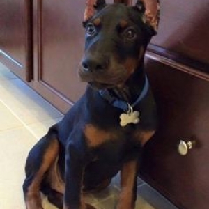 doberman