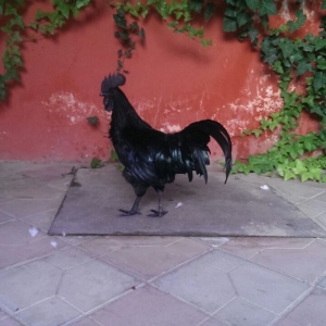 Ayam Çemani xoruzu satılır