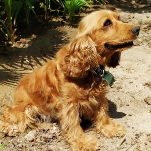 Koker spaniel