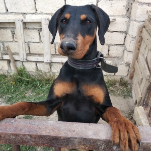 Doberman (13 aylıq dişi) satılır.