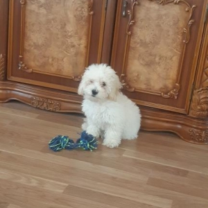 Maltipoo satilir